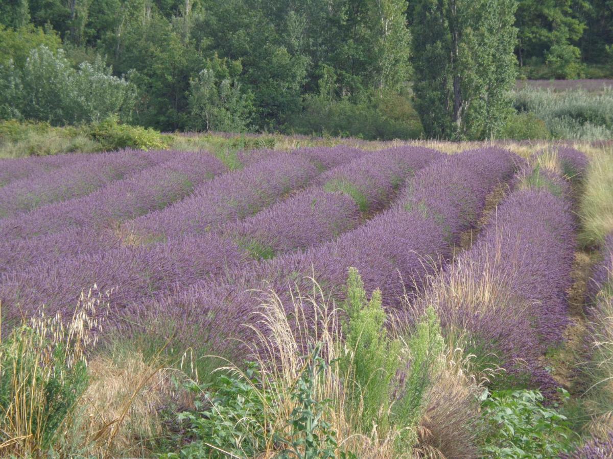 Bed and Breakfast Santolines En Provence Piolenc Exterior foto